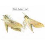 Sphingidae sp. China, Tibet, Linzhi, Bomi county. 2Pcs. Moth-Sphi-211667.