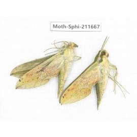 Sphingidae sp. China, Tibet, Linzhi, Bomi county. 2Pcs. Moth-Sphi-211667.