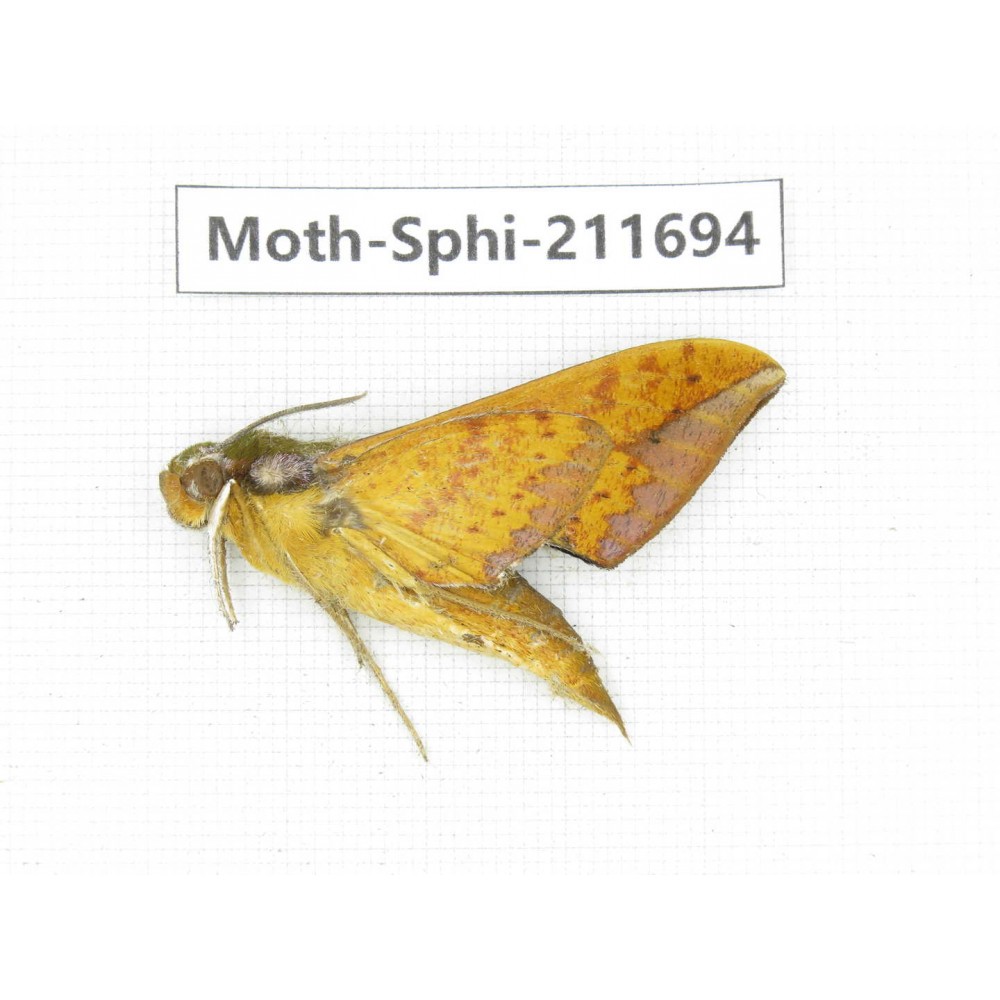 Sphingidae sp. China, Tibet, Linzhi, Bomi county. 1Pcs. Moth-Sphi-211694.