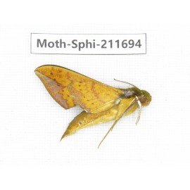 Sphingidae sp. China, Tibet, Linzhi, Bomi county. 1Pcs. Moth-Sphi-211694.