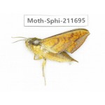 Sphingidae sp. China, Tibet, Linzhi, Bomi county. 1Pcs. Moth-Sphi-211695.