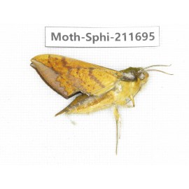 Sphingidae sp. China, Tibet, Linzhi, Bomi county. 1Pcs. Moth-Sphi-211695.