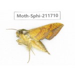 Sphingidae sp. China, Tibet, Linzhi, Bomi county. 1Pcs. Moth-Sphi-211710.