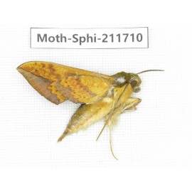 Sphingidae sp. China, Tibet, Linzhi, Bomi county. 1Pcs. Moth-Sphi-211710.