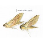 Sphingidae sp. China, Tibet, Linzhi, Bomi county. 2Pcs. Moth-Sphi-20006.