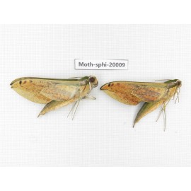 Sphingidae sp. China, Tibet, Linzhi, Bomi county. 2Pcs. Moth-Sphi-20009.