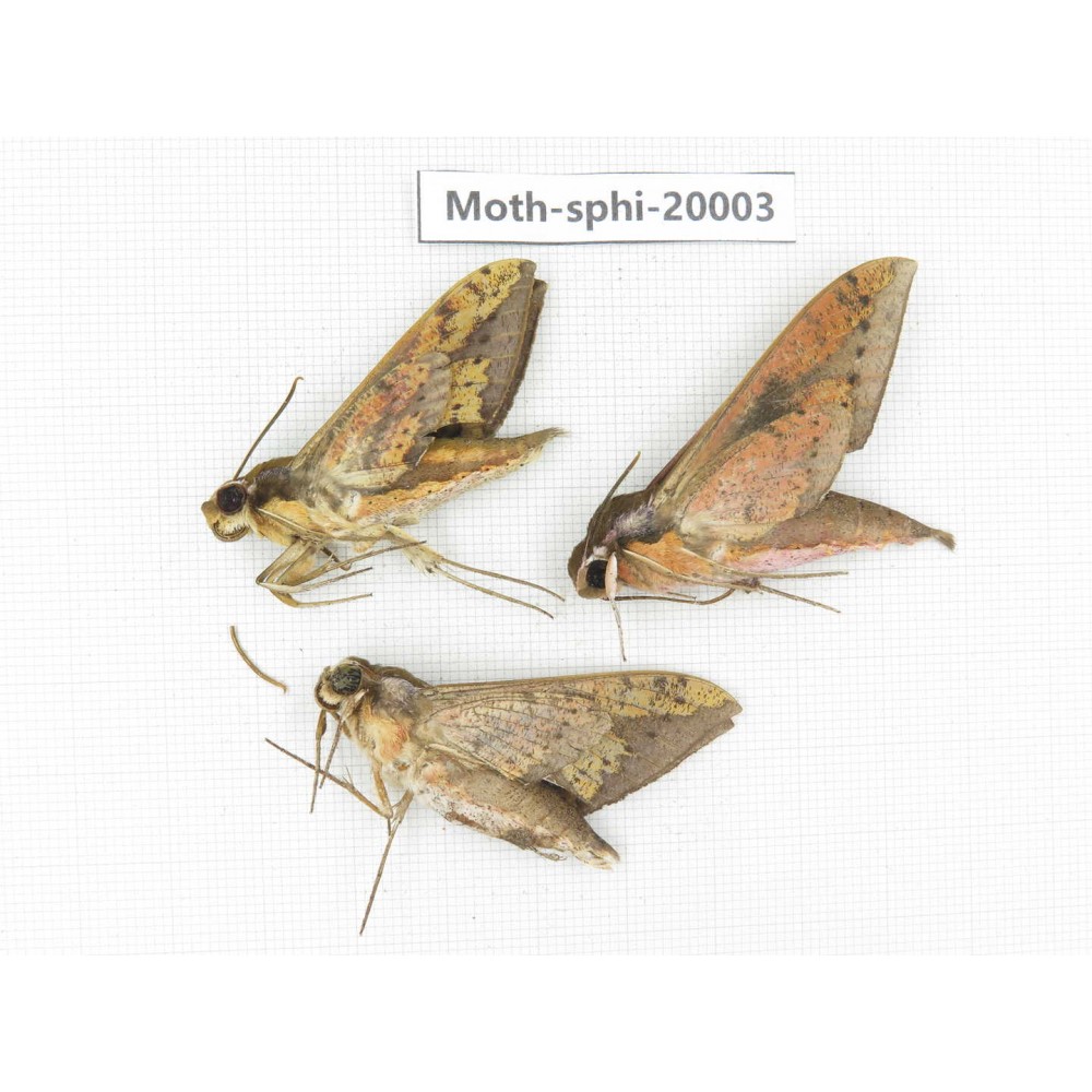 Sphingidae sp. China, Tibet, Linzhi, Bomi county. 3Pcs. Moth-Sphi-20003.