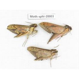 Sphingidae sp. China, Tibet, Linzhi, Bomi county. 3Pcs. Moth-Sphi-20003.