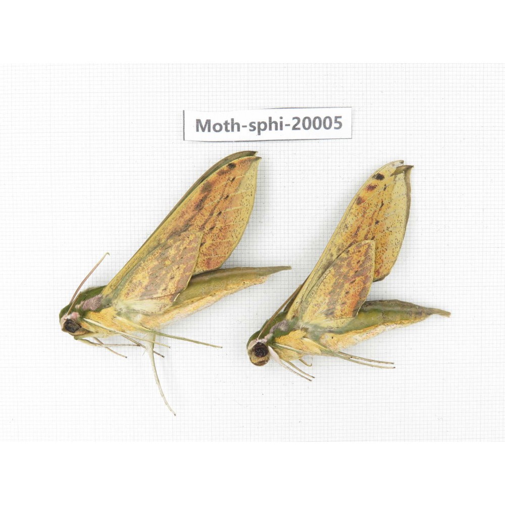 Sphingidae sp. China, Tibet, Linzhi, Bomi county. 2Pcs. Moth-Sphi-20005.