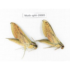 Sphingidae sp. China, Tibet, Linzhi, Bomi county. 2Pcs. Moth-Sphi-20005.