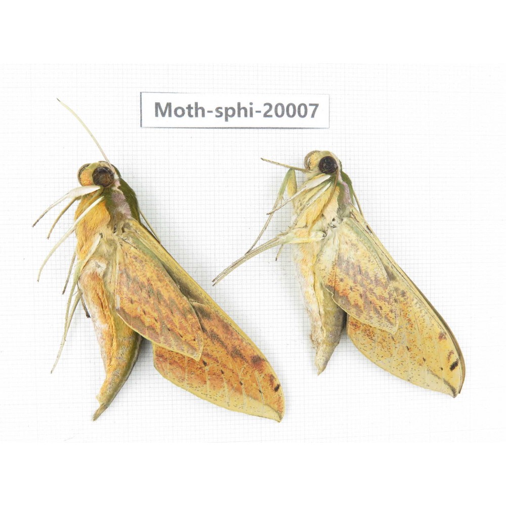 Sphingidae sp. China, Tibet, Linzhi, Bomi county. 2Pcs. Moth-Sphi-20007.