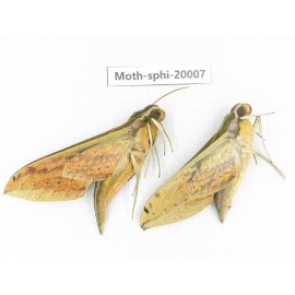 Sphingidae sp. China, Tibet, Linzhi, Bomi county. 2Pcs. Moth-Sphi-20007.
