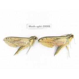 Sphingidae sp. China, Tibet, Linzhi, Bomi county. 2Pcs. Moth-Sphi-20008.