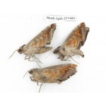 Sphingidae sp. China, Yunnan, Chuxiong, Shuangbai county, N of Mt.Ailaoshan. 3Pcs. Moth-Sphi-211484.