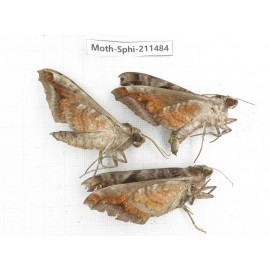 Sphingidae sp. China, Yunnan, Chuxiong, Shuangbai county, N of Mt.Ailaoshan. 3Pcs. Moth-Sphi-211484.