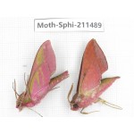 Sphingidae sp. China, Yunnan, Chuxiong, Shuangbai county, N of Mt.Ailaoshan. 2Pcs. Moth-Sphi-211489.