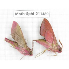 Sphingidae sp. China, Yunnan, Chuxiong, Shuangbai county, N of Mt.Ailaoshan. 2Pcs. Moth-Sphi-211489.