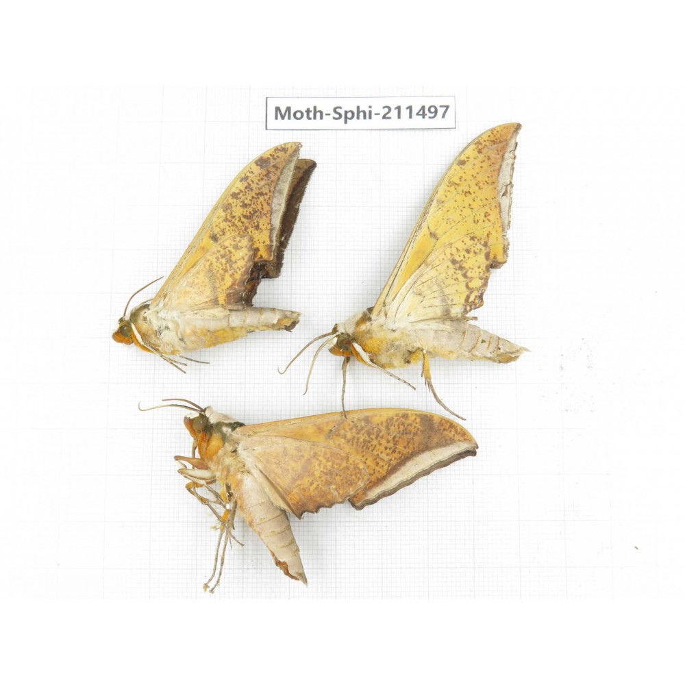 Sphingidae sp. China, Yunnan, Chuxiong, Shuangbai county, N of Mt.Ailaoshan. 3Pcs. Moth-Sphi-211497.