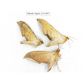Sphingidae sp. China, Yunnan, Chuxiong, Shuangbai county, N of Mt.Ailaoshan. 3Pcs. Moth-Sphi-211497.