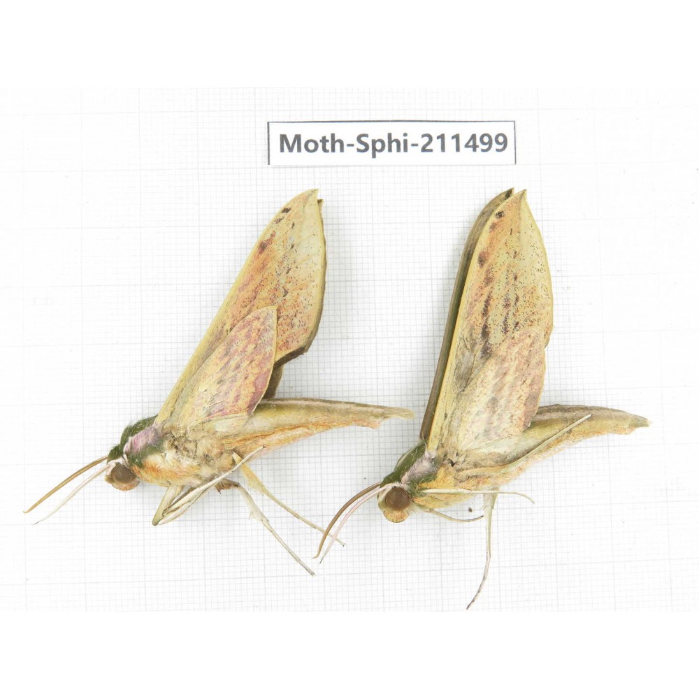 Sphingidae sp. China, Yunnan, Chuxiong, Shuangbai county, N of Mt.Ailaoshan. 2Pcs. Moth-Sphi-211499.