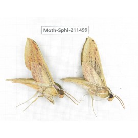 Sphingidae sp. China, Yunnan, Chuxiong, Shuangbai county, N of Mt.Ailaoshan. 2Pcs. Moth-Sphi-211499.