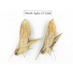 Sphingidae sp. China, Yunnan, Chuxiong, Shuangbai county, N of Mt.Ailaoshan. 2Pcs. Moth-Sphi-211500.