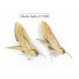 Sphingidae sp. China, Yunnan, Chuxiong, Shuangbai county, N of Mt.Ailaoshan. 2Pcs. Moth-Sphi-211500.
