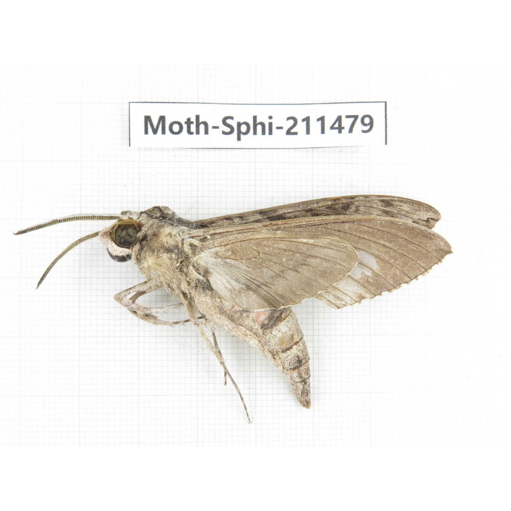 Sphingidae sp. China, Yunnan, Chuxiong, Shuangbai county, N of Mt.Ailaoshan. 1Pcs. Moth-Sphi-211479.
