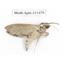 Sphingidae sp. China, Yunnan, Chuxiong, Shuangbai county, N of Mt.Ailaoshan. 1Pcs. Moth-Sphi-211479.