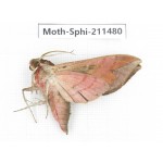 Sphingidae sp. China, Yunnan, Chuxiong, Shuangbai county, N of Mt.Ailaoshan. 1Pcs. Moth-Sphi-211480.