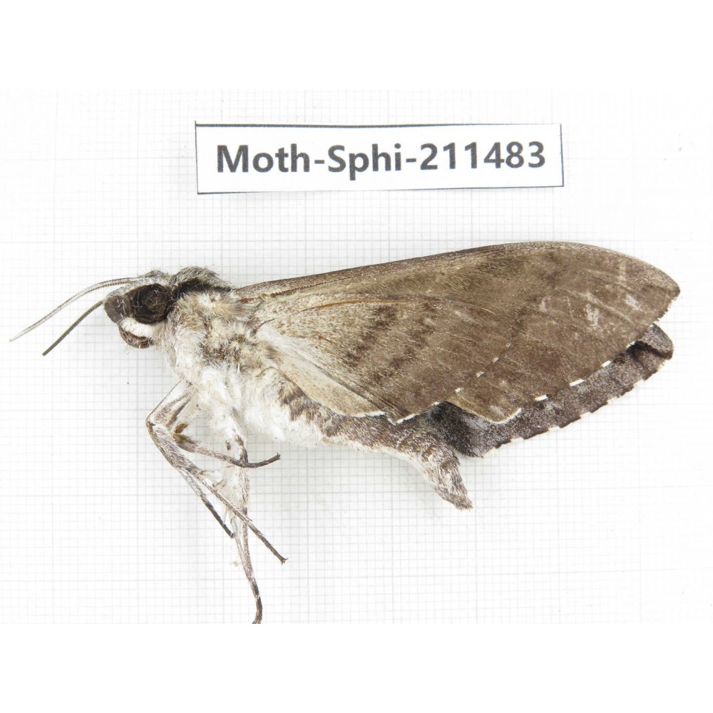 Sphingidae sp. China, Yunnan, Chuxiong, Shuangbai county, N of Mt.Ailaoshan. 1Pcs. Moth-Sphi-211483.