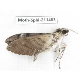 Sphingidae sp. China, Yunnan, Chuxiong, Shuangbai county, N of Mt.Ailaoshan. 1Pcs. Moth-Sphi-211483.