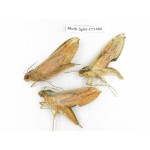 Sphingidae sp. China, Yunnan, Chuxiong, Shuangbai county, N of Mt.Ailaoshan. 3Pcs. Moth-Sphi-211486.