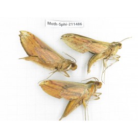 Sphingidae sp. China, Yunnan, Chuxiong, Shuangbai county, N of Mt.Ailaoshan. 3Pcs. Moth-Sphi-211486.