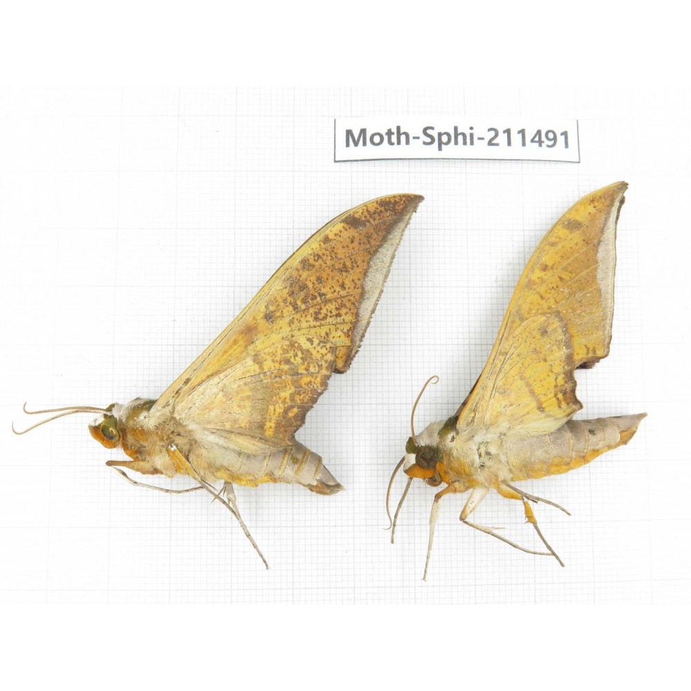 Sphingidae sp. China, Yunnan, Chuxiong, Shuangbai county, N of Mt.Ailaoshan. 2Pcs. Moth-Sphi-211491.