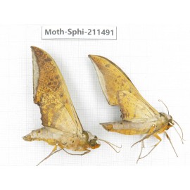 Sphingidae sp. China, Yunnan, Chuxiong, Shuangbai county, N of Mt.Ailaoshan. 2Pcs. Moth-Sphi-211491.