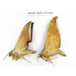 Sphingidae sp. China, Yunnan, Chuxiong, Shuangbai county, N of Mt.Ailaoshan. 2Pcs. Moth-Sphi-211492.