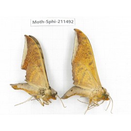 Sphingidae sp. China, Yunnan, Chuxiong, Shuangbai county, N of Mt.Ailaoshan. 2Pcs. Moth-Sphi-211492.