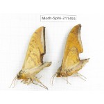 Sphingidae sp. China, Yunnan, Chuxiong, Shuangbai county, N of Mt.Ailaoshan. 2Pcs. Moth-Sphi-211493.