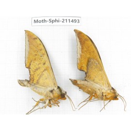Sphingidae sp. China, Yunnan, Chuxiong, Shuangbai county, N of Mt.Ailaoshan. 2Pcs. Moth-Sphi-211493.
