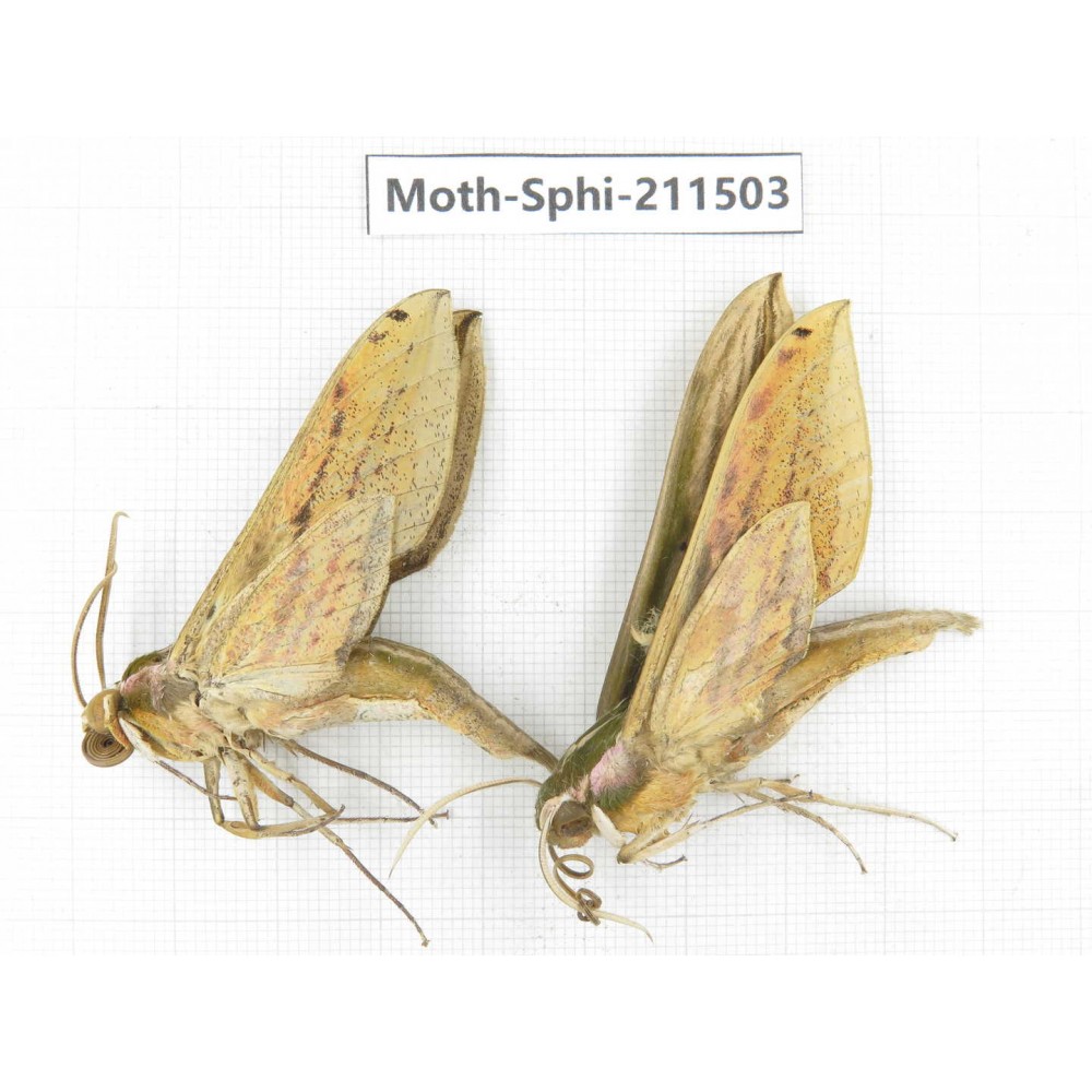 Sphingidae sp. China, Yunnan, Chuxiong, Shuangbai county, N of Mt.Ailaoshan. 2Pcs. Moth-Sphi-211503.