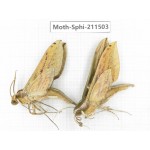 Sphingidae sp. China, Yunnan, Chuxiong, Shuangbai county, N of Mt.Ailaoshan. 2Pcs. Moth-Sphi-211503.