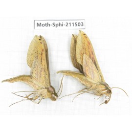 Sphingidae sp. China, Yunnan, Chuxiong, Shuangbai county, N of Mt.Ailaoshan. 2Pcs. Moth-Sphi-211503.