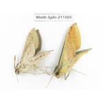 Sphingidae sp. China, Yunnan, Chuxiong, Shuangbai county, N of Mt.Ailaoshan. 2Pcs. Moth-Sphi-211505.