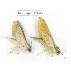 Sphingidae sp. China, Yunnan, Chuxiong, Shuangbai county, N of Mt.Ailaoshan. 2Pcs. Moth-Sphi-211505.