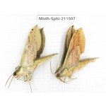 Sphingidae sp. China, Yunnan, Chuxiong, Shuangbai county, N of Mt.Ailaoshan. 2Pcs. Moth-Sphi-211507.