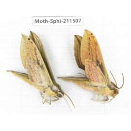 Sphingidae sp. China, Yunnan, Chuxiong, Shuangbai county, N of Mt.Ailaoshan. 2Pcs. Moth-Sphi-211507.