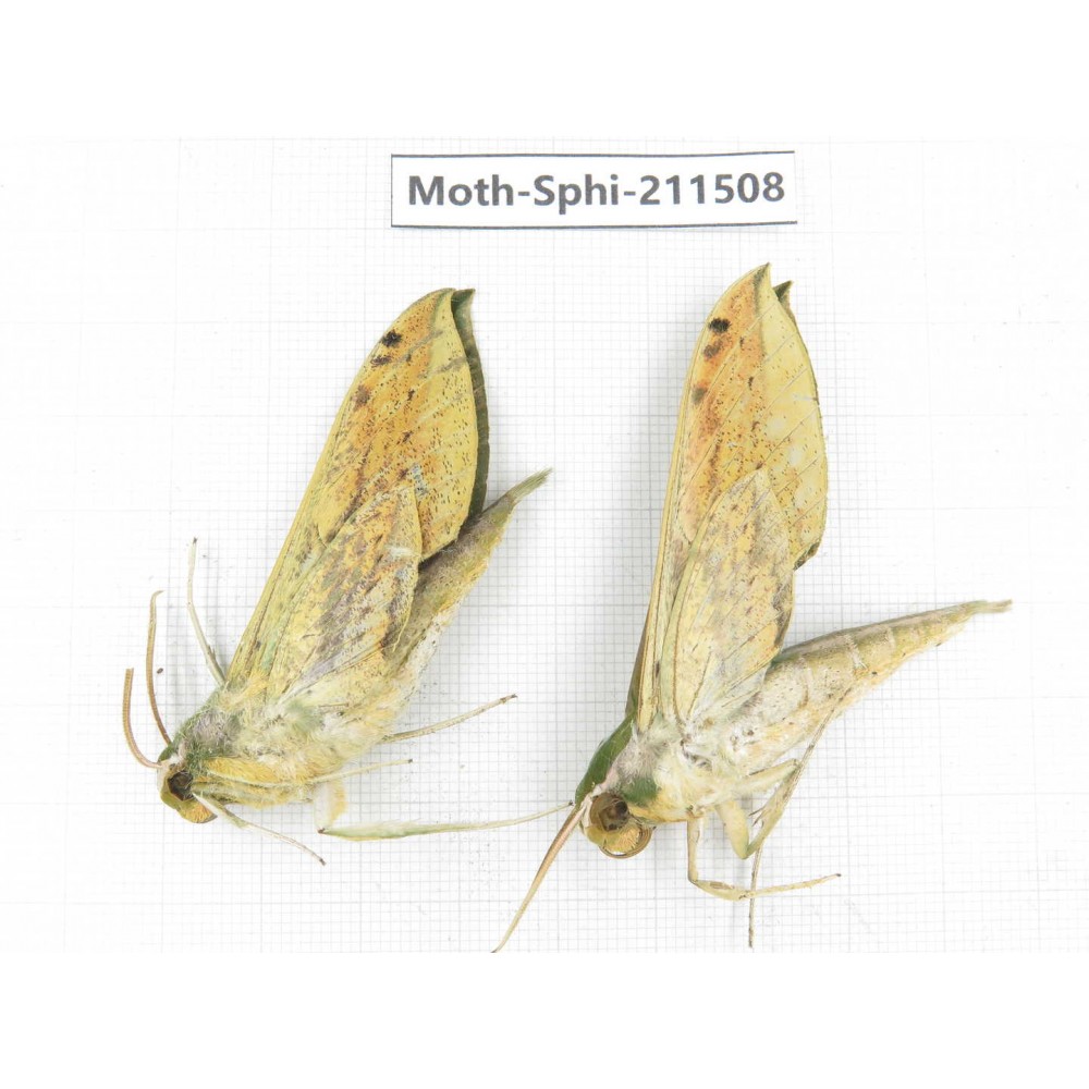 Sphingidae sp. China, Yunnan, Chuxiong, Shuangbai county, N of Mt.Ailaoshan. 2Pcs. Moth-Sphi-211508.