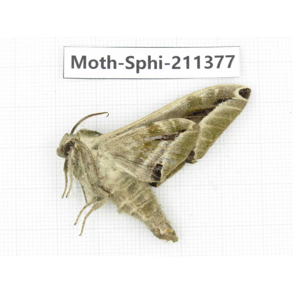 Sphingidae sp. China, Yunnan, Dali, C of Mt.Cangshan. 1Pcs. Moth-Sphi-211377.
