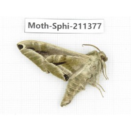 Sphingidae sp. China, Yunnan, Dali, C of Mt.Cangshan. 1Pcs. Moth-Sphi-211377.
